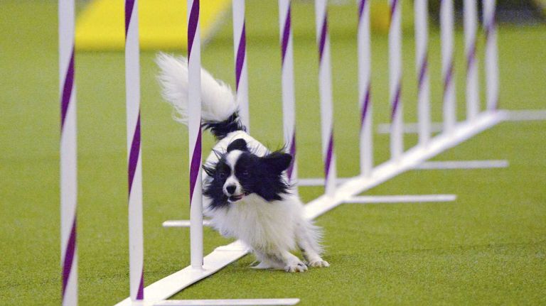Westminster Masters Agility Championship 2016 45 Bounder, a papillon, competes in the agility competition at the Westminster Kennel Club Dog Show in Manhattan on Saturday, Feb. 13, 2016.
