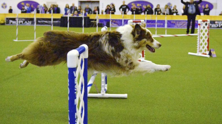 Westminster Masters Agility Championship 2016 46 Spin, an Australian shepherd dog, competes in the agility competition at the Westminster Kennel Club Dog Show in Manhattan on Saturday, Feb. 13, 2016.