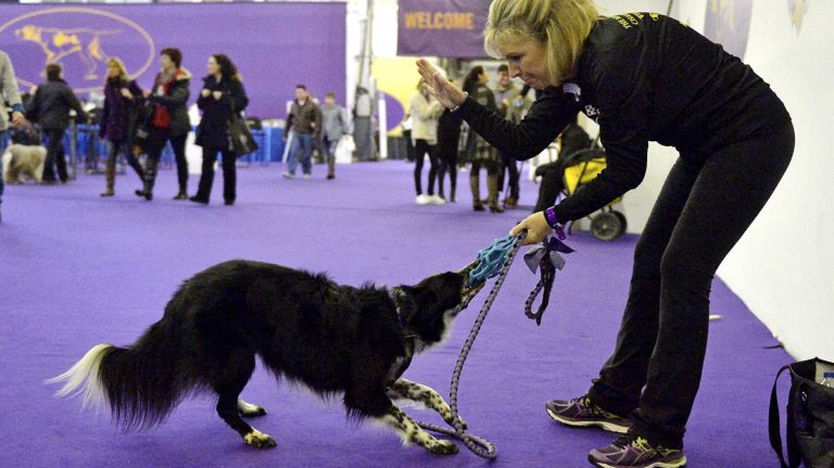 Westminster Masters Agility Championship 2016 47 Lyn O'Donnel plays with True, her border collie, at the Westminster Kennel Club Dog Show in Manhattan on Saturday, Feb. 13, 2016.