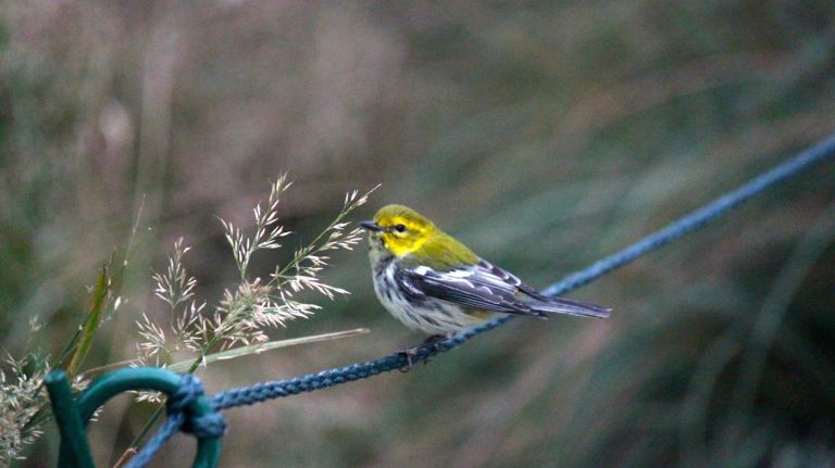 Next time you are strolling along the High Line on a sunny April day, be on the lookout for tiny birds like this that you might otherwise bypass, like this furry friend that was spotted in 2014. 