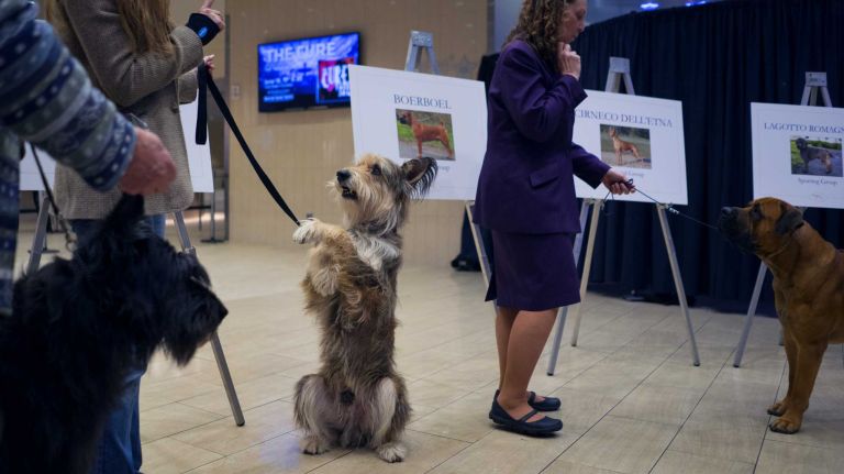 In celebration of the 140th annual Westminster Kennel Club Dog Show, seven new breeds eligible to compete for the very first time were introduced at Madison Square Garden in Manhattan on Thursday, Jan. 21, 2016. A Berger Picard sits up as other dogs are introduced.
