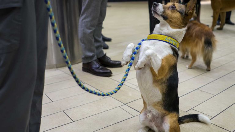 Dobby, an all-American dog and corgi mix, sits up during an event kicking off the 140th annual Westminster Kennel Club Dog Show at Madison Square Garden in Manhattan on Thursday, Jan. 21, 2016. Dobby will compete in the agility competition.