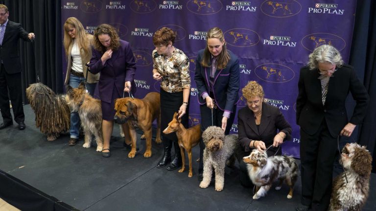 In celebration of the 140th annual Westminster Kennel Club Dog Show, seven new breeds eligible to compete for the very first time were introduced at Madison Square Garden in Manhattan on Thursday, Jan. 21, 2016. From left, the breeds are: Bergamasco, Berger Picard, Boerboel, Cirneco dell'Etna, Lagotto Romagnolo, Miniature American Shepherd and Spanish Water Dog.
