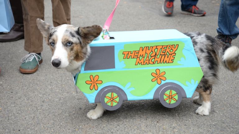 Malygos, a 3-year-old Corgi, dressed as the Mystery Machine, the main mode of transportation for Fred, Shaggy, Daphne, Velma and Scooby-Doo. 