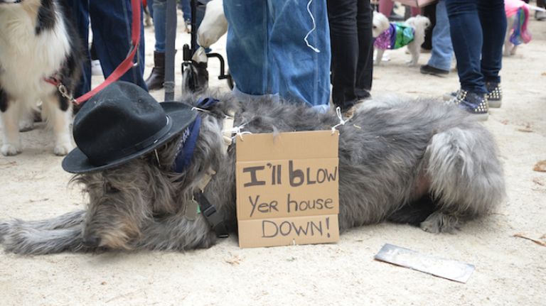 Brooks, a 7-year old Scottish deerhound, takes a break from blowing houses down at Tompkins Square Park. 