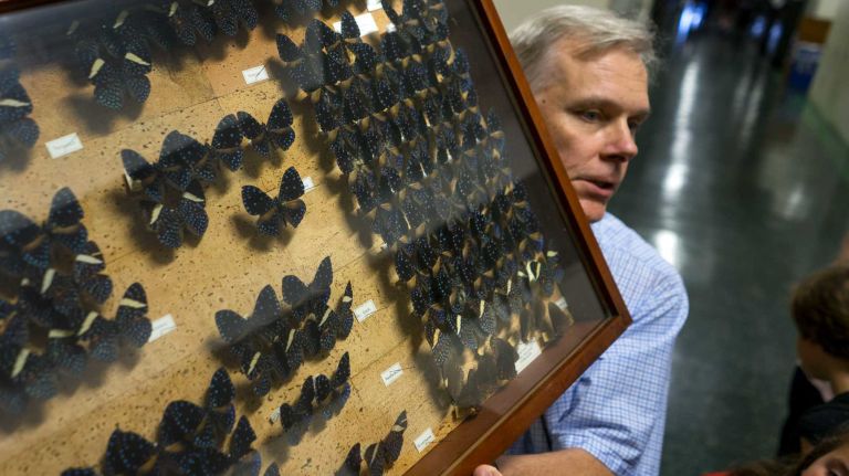 David Grimaldi, curator of The Butterfly Conservatory and with the Division of Invertebrate Zoology, holds a species collection of the Cracker Butterfly, Tuesday, Sept. 1, 2015, on a floor of the American Museum of Natural History that houses a collection of thousands preserved like these at the that the public rarely sees. 