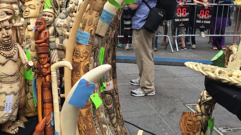 Confiscated ivory awaits crushing in Times Square on June 19, 2015.