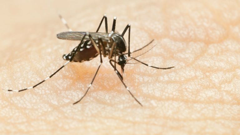 Mosquitos carrying the West Nile virus were found in Staten Island, according to the Department of Health.