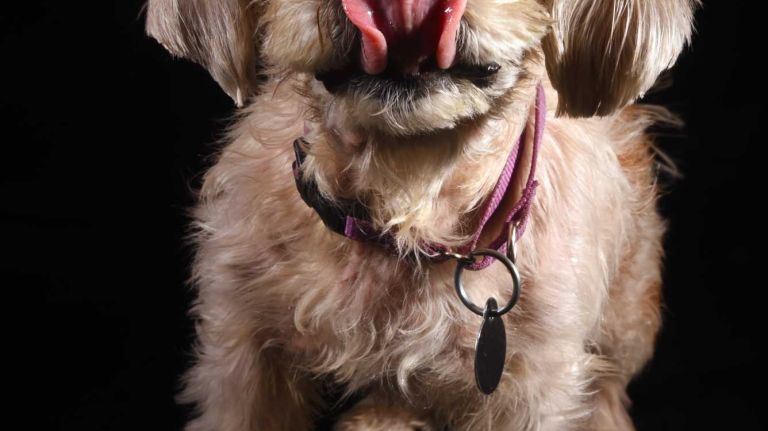 Perla is an 11-year-old Shih Tzu who came to the ASPCA on Nov. 3 and is currently awaiting her forever home in foster care. Sweet little Perla is an older gal who needs a loving family to care for her in her golden years. She has very limited vision and is on medication, which she will need for the rest of her life, to help her produce tears. She likes to take her time and enjoy what life has to offer, preferring a nap on the couch or some back scratches to a rousing jog around the block. Toys aren’t really her cup of tea, but she’s been known to nibble on a bone to stay occupied. She should be ok going to a home with children who can treat her gently and respectfully. 