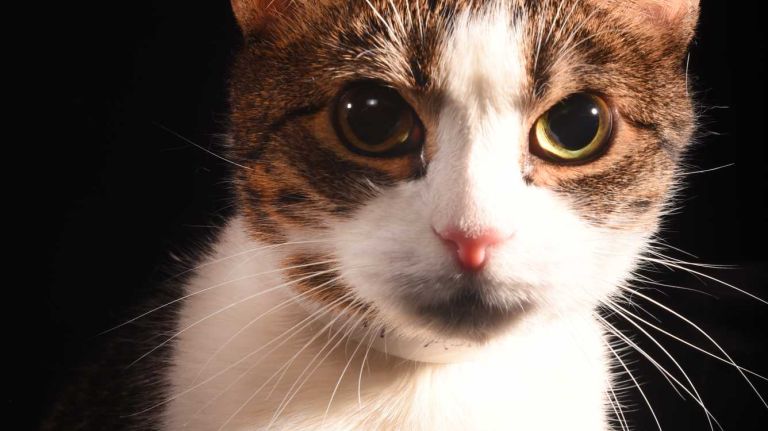 Kathy is an 11-year-old domestic shorthair who has called the ASPCA home since June 21. If you're looking for a sweet and sensitive kitty companion, the search ends with Kathy. She is diabetic and will require daily insulin shots from her adopters, but with proper care and a special diet, her condition can be well-managed. While it would be great if Kathy’s adoptive family were familiar with feline diabetes, the ASPCA medical team can show adopters the ropes and help you address any pet's unique health concerns. Adopting a pet with special needs can be both a financial and time commitment, but this sweet girl will reward you with plenty of love in return! Kathy would do best with experienced adopters and as the only cat in the household.