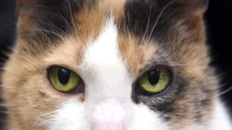 Snuggles is a 12-year-old domestic shorthair who's been at the ASPCA since Nov. 25, 2013. Snuggles lives up to her name, as she is very sweet and docile! She still has plenty of life left in her and, despite some special hypoallergenic needs, this pretty girl will make the perfect companion. She would do best in a home where she is the only cat.