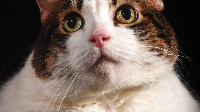 Devon is a 9-year-old domestic shorthair who's been at the ASPCA since Oct. 29. This gal has been bounced around a bit from homes and shelters and is looking for a family with whom she can settle down. Devon will make a great companion, accepting attention but also content with her 