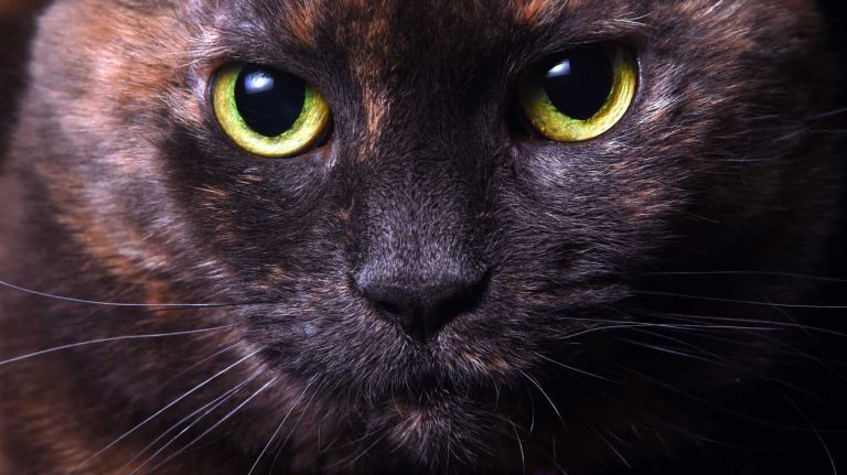 Olivia, a 10-year-old domestic shorthair, is quite the stunner and ready to retire from shelter life. (One of the ASPCA's longer residents, she's been at the shelter since March 9, 2013.) She likes to be around people but wants attention on her terms. She’ll let you know when she’s in the mood for affection and when she’d prefer to have some space. Once you are part of her inner circle, you’ll find her contently lounging around you and loving being petted on the head. She is looking for a quiet home with an experienced cat adopter.