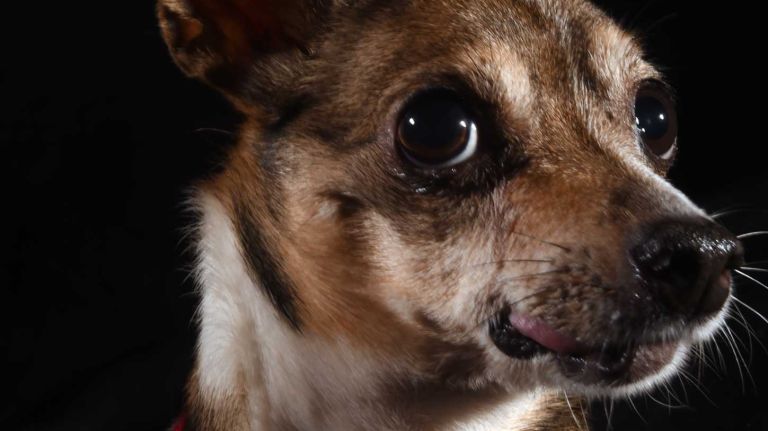 Rodrigo is a 7-year-old Chihuahua who came to the ASPCA as a stray on Oct. 13. He had to have a large number of teeth pulled due to severe dental disease; loose kneecaps required surgery to correct. He is a bit cautious when meeting new people, but if you approach him slowly and bribe him with a tasty treat he will learn that you are a friend. He’s a great walking buddy, staying right by your side as he trots down the block. He gets a real kick out of playing with other dogs who are gentle with him and will settle in nicely at the end of the day for some scratches on his neck. He would do best in a cat-free home with kids older than 12.