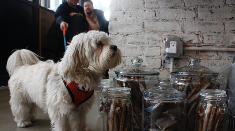 Dudley, a one-year-old Havanese, visits the shop on Friday with his two owners.