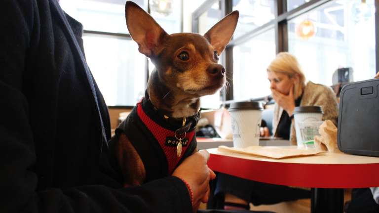 Bodhi, a five-year-old Chihuahua, sits on his owner's lap on the pet store side of the business.