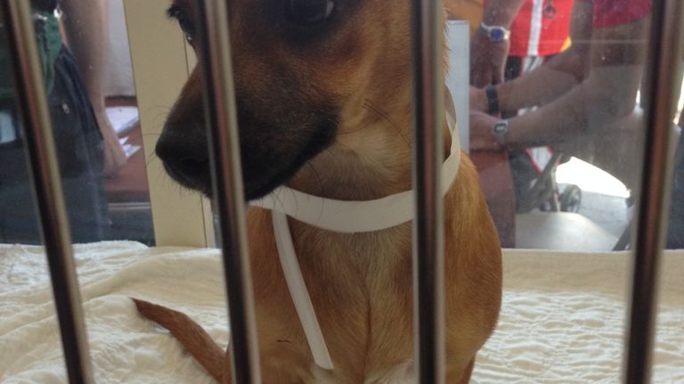 Princess, a chihuahua dachshund mix, up for adoption. 