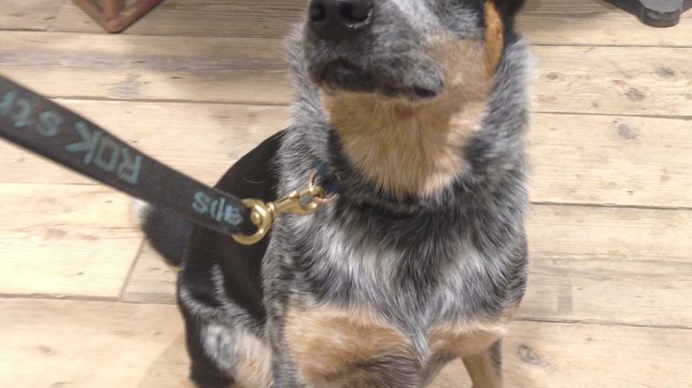 His name is Huckleberry and he shopped the new Urban Outfitters before you did. Need we say more?