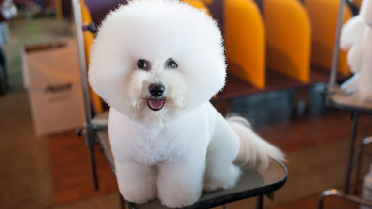 Photo of the day 20 FEBRUARY 11, 2014: Duke, a two-year-old bichon frise, preps before his big day at the Westminster Kennel Dog Show at Pier 92-94.