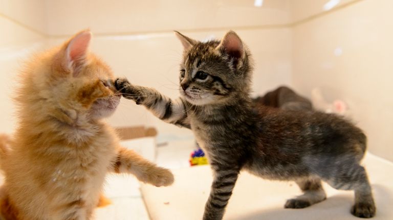Best Friends Animal Society opens new adoption center in SoHo 1 The new Best Friends Animal Society adoption center in SoHo opened on Tuesday. Is a furry companion waiting there for you?