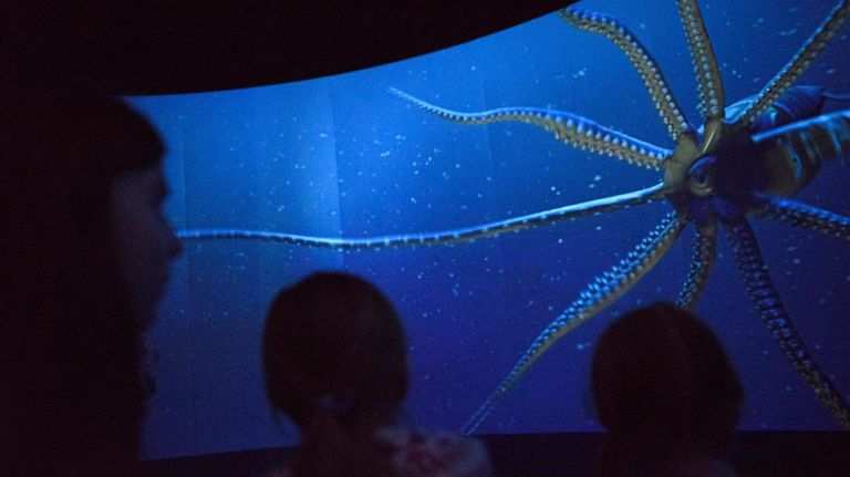 You'll go from awe of tiny organisms to awe at the sheer size and number of other marine life, from sharks and other fish to giant squid and whales. You'll see how some species use bioluminescence for survival, like the chain catshark, which glows green to help them see one another deep in the ocean. The bigger creatures show their size on a 180-degree screen, where they swim around just to give you an idea of scale. Watch out for the giant squid.