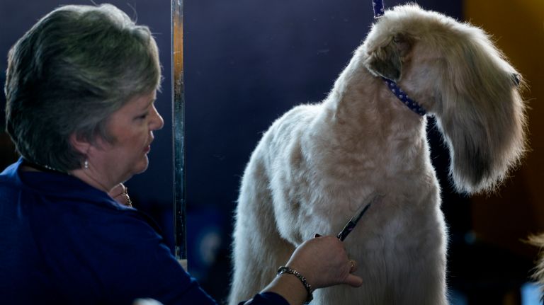 Westminster Kennel Club Dog Show brings top canines to NYC 92 Allison Underman, of Michigan, handler of Fiddler, a soft coated Wheaten terrier, trims the dog's fur in the benching area at the 141st annual Westminster Kennel Club dog show in Manhattan Tuesday, Feb. 14, 2017.