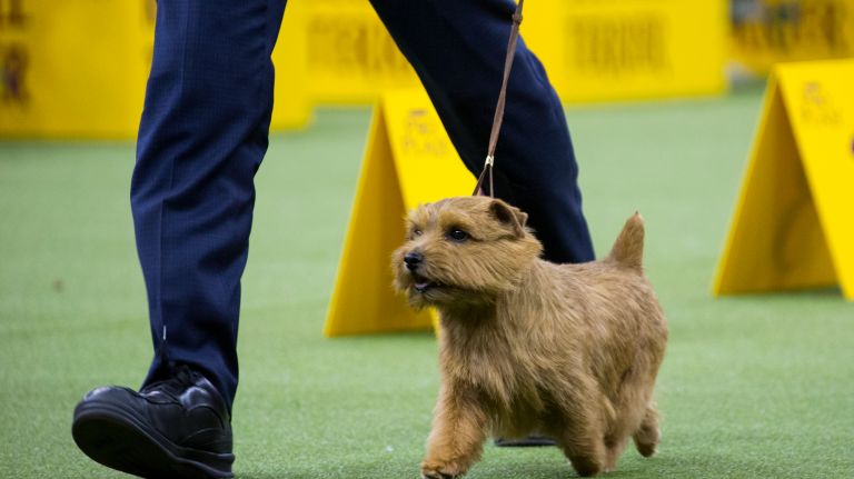 Westminster Kennel Club Dog Show brings top canines to NYC 93 A Norfolk terrier named Winston competes in the terrier group at the 141st annual Westminster Kennel Club dog show at Madison Square Garden in Manhattan Tuesday, Feb. 14, 2017.