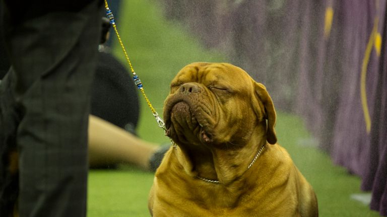 Westminster Kennel Club Dog Show brings top canines to NYC 94 A Dogue de Bordeaux is sprayed with a light mist during the working group competition at the 141st annual Westminster Kennel Club dog show at Madison Square Garden in Manhattan Tuesday, Feb. 14, 2017.