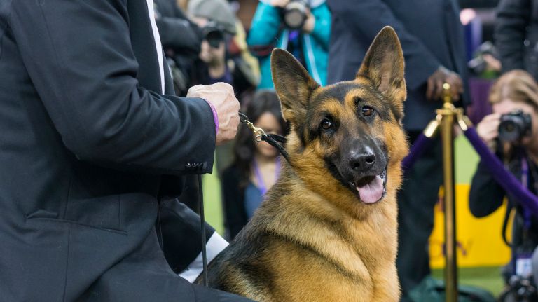 Westminster Kennel Club Dog Show brings top canines to NYC 100 Handler and owner Kent Boyles holds Rumor, a German shepherd, named best in show at the 141st annual Westminster Kennel Club dog show at Madison Square Garden in Manhattan Tuesday, Feb. 14, 2017.