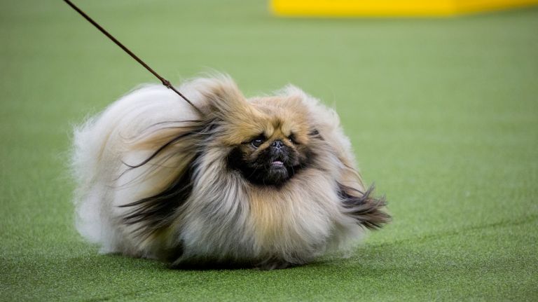 Westminster Kennel Club Dog Show brings top canines to NYC 101 The Pekingese takes a slow-paced run during the best in show round during the 141st annual Westminster Kennel Club dog show at Madison Square Garden in Manhattan Tuesday, Feb. 14, 2017.