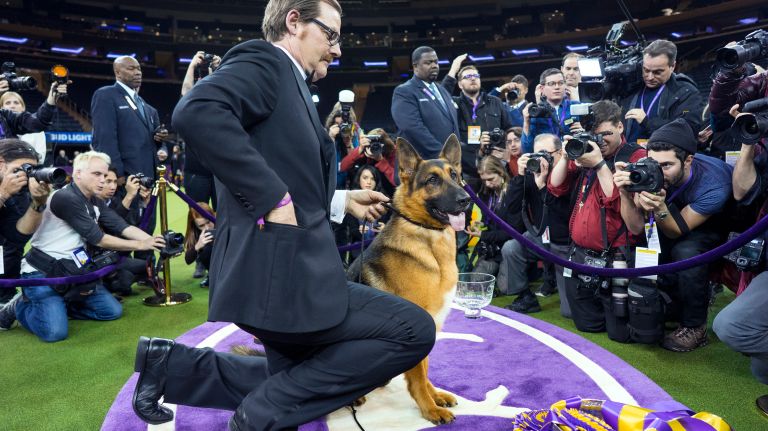 Westminster Kennel Club Dog Show brings top canines to NYC 103 Handler and owner Kent Boyles holds Rumor, a German shepherd, named best in show at the 141st annual Westminster Kennel Club dog show at Madison Square Garden in Manhattan Tuesday, Feb. 14, 2017.
