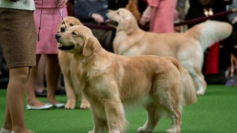 Westminster Kennel Club Dog Show brings top canines to NYC 118 Golden retreivers compete at the 141st annual Westminster Kennel Club Dog Show in Manhattan Tuesday, Feb. 14, 2017.