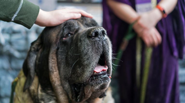 Westminster Kennel Club Dog Show brings top canines to NYC 163 A mastiff gets a pat on the head during the 8th AKC Meet The Breeds portion of the Westminster Kennel Club dog show in Manhattan on Saturday, Feb. 11, 2017.