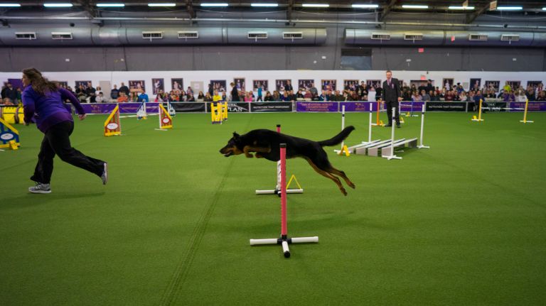 Westminster Kennel Club Dog Show brings top canines to NYC 166 A dog takes a jump during the fourth Masters Agility Championships in New York Saturday, Feb. 11, 2017.