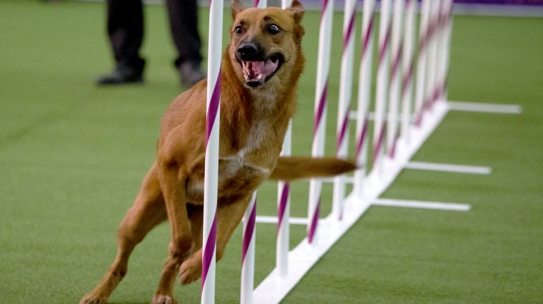 Westminster Kennel Club Dog Show brings top canines to NYC 169 An All American dog takes on the poles during the fourth Masters Agility Championship of the Westminster Kennel Club in New York Saturday, Feb. 11, 2017.