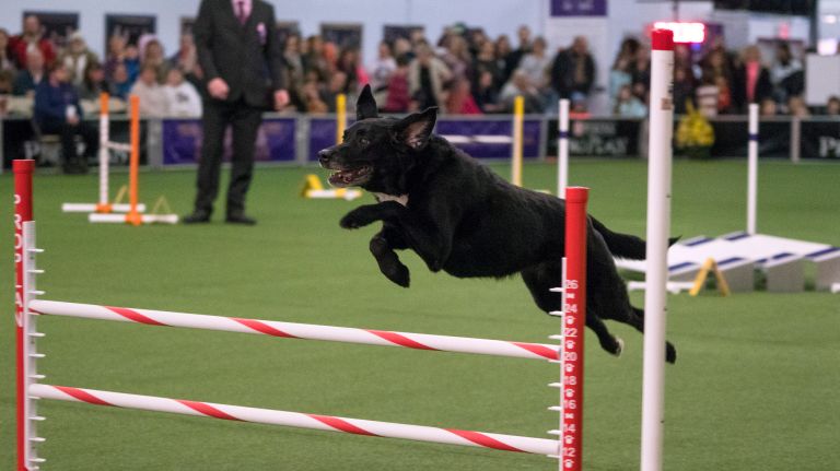 Westminster Kennel Club Dog Show brings top canines to NYC 174 A black Labrador Retriever takes a jump at the Masters Agility Championship in New York Saturday, Feb. 11, 2017.