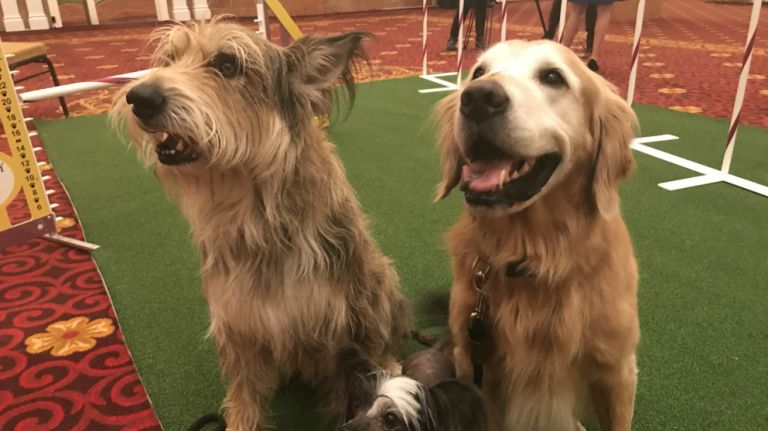 This is Chester (a Berger-Picard), Hudson (a Golden Retriever) and Pepe (a Chinese Crested). Each of them have competed but they're also stars of the screen. Chester is a four-time AKC agility champion and has appeared on 