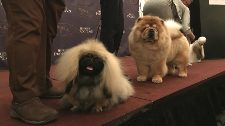 Look out for breeds like the Shih Tzu, the Chinese Crested, the Chow Chow, the Pekingese, the Pug and the Chinese Shar- Pei -- it's the year of the dog starting on Feb. 17. Stella, Tabitha and Dreamer (left to right) were introduced at the Westminster Kennel Club preview on Tuesday.