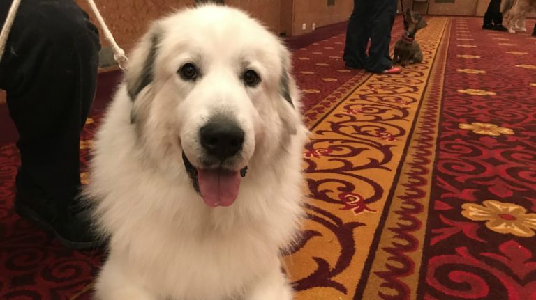 The Westminster Kennel Club gives $5,000 to three rescue groups within each breed club to help them continue their work in saving the animals from dangerous and deadly situations in a program called the Westminster Gives Back Dog Rescue Awards. This year, the Bearded Collie, English Cockers Spaniel and Great Pyrenees breed clubs were awarded. Tiara, a Great Pyrenees, is pictured.