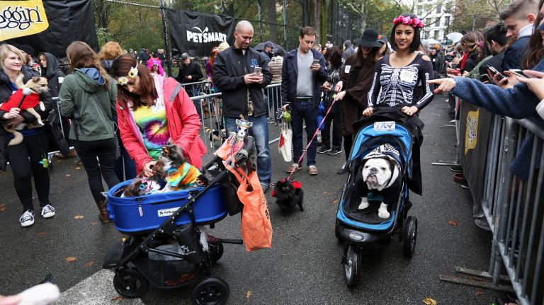 A bulldog in a baby stroller joins hundreds of dogs and their owners in the annual Halloween Dog Parade at Tompkins Square Park, Manhattan, October 22, 2016.