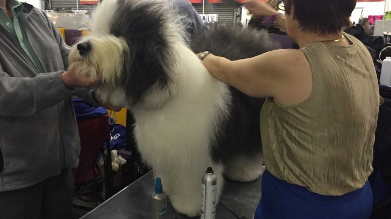 Westminster Dog Show 2016: 15 dogs more pampered than you 26 Final touches on the coat of an Old English Sheepdog make good preparation for the ring at the 140th Westminster Kennel Club Dog Show on Monday, Feb. 15, 2016.