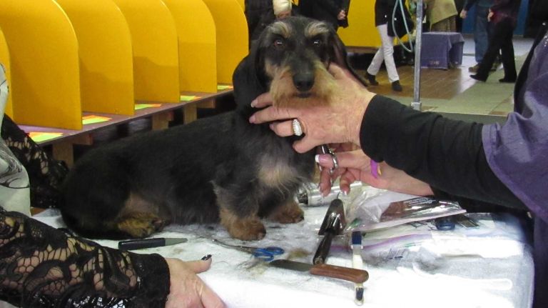 Westminster Dog Show 2016: 15 dogs more pampered than you 27 This Dachshund is getting a thorough grooming before going to the ring at the 140th Westminster Kennel Club Dog Show on Monday, Feb. 15, 2016.