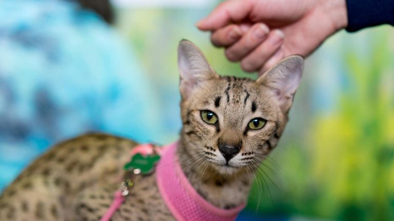 Hellen Wheelz, a Savannah cat, gets a nuzzle at the Westminster Kennel Club dog show that included the 8th AKC Meet The Breeds in New York Saturday, Feb. 11, 2017.
