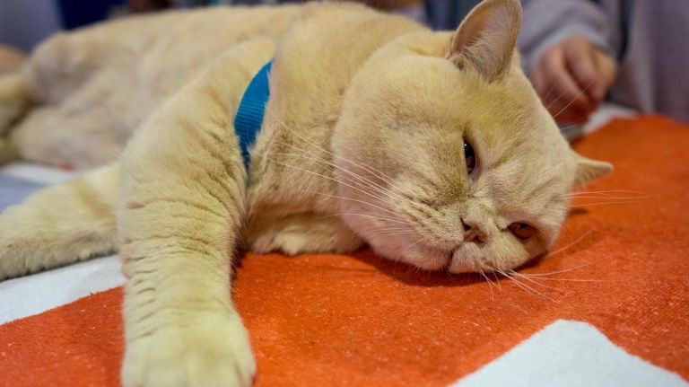 A British Shorthair takes a needed nap during the 8th AKC Meet The Breeds portion of the Westminster Kennel Club dog show in New York Saturday, Feb. 11, 2017.7.