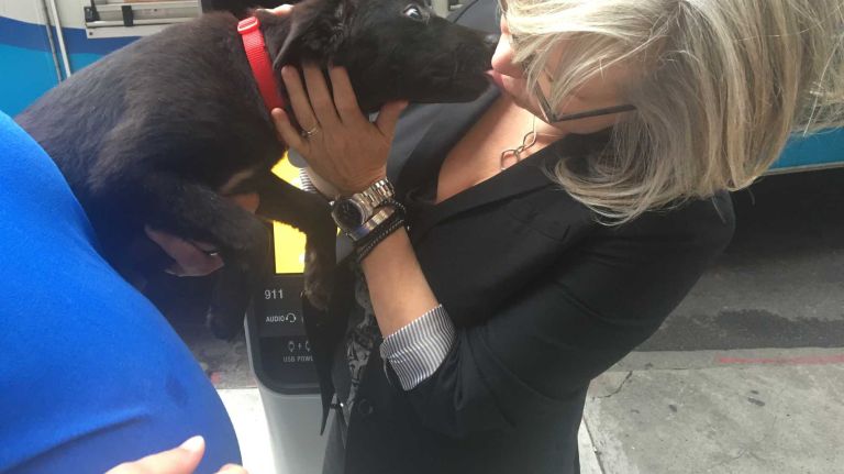 You're walking down the street and then ... BAM ... puppy kisses.