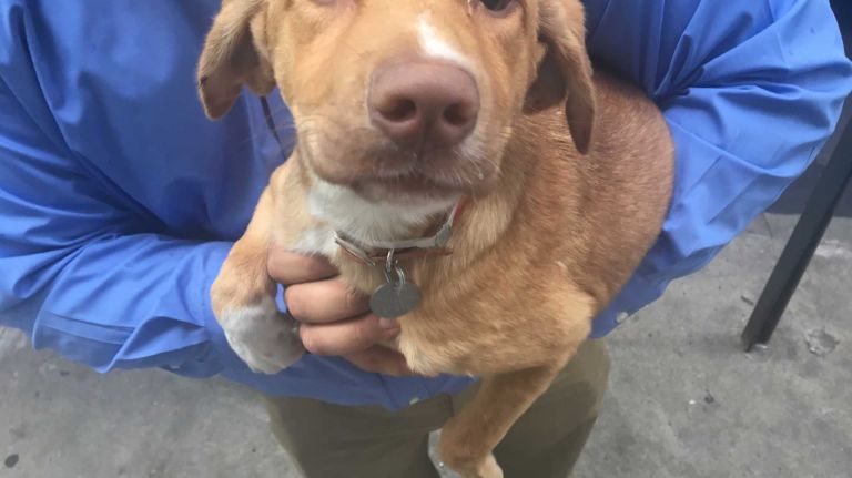 This female lab mix pup, just 11 weeks old, really loves being the center of attention.