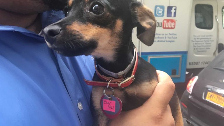 At 4 months old, this female chihuahua mix sure is one playful pup. Shelter staff said she loves to run around. 