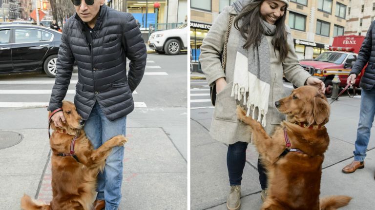 Louboutina, a golden retriever who lives with her owner in Chelsea, loves to give hugs to New Yorkers on the street.