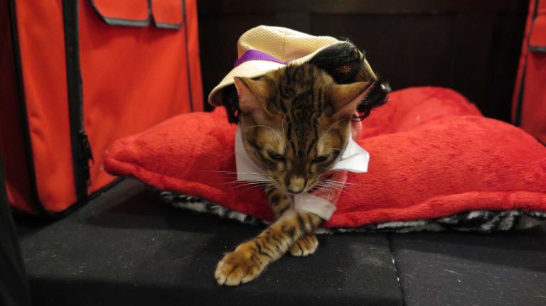 Dorothy Parker is looking paws-itively poetic in her pink hat.