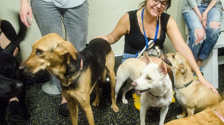 Animal Lighthouse Rescue reunites rescued dogs from Puerto Rico at NYC party 10 Ece Manisali had her hands full with three furry pals. From left: Penny, Peanut and Annabelle. Manisali adopted Penny, who is 2.5 years old, in July 2014.